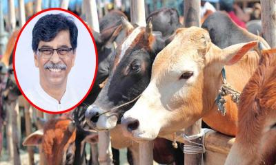 ঈদে ১ কোটি পশু কোরবানি হবে