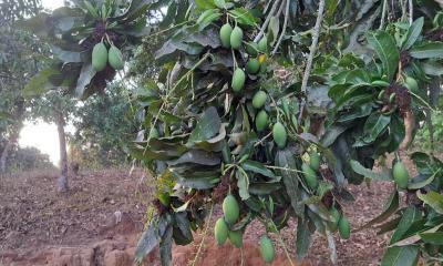 জ্বালানি সংকটে বিপাকে পাহাড়ের আমচাষি, অনিশ্চয়তায় সোনালি মৌসুম