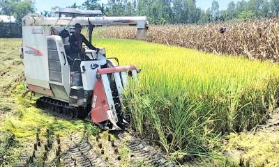 কাউনিয়ায় যান্ত্রিক পদ্ধতিতে ধান কাটা, সাশ্রয়ী খরচে কৃষকের মুখে হাসি