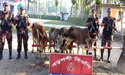 পঞ্চগড় সীমান্তে বিজিবির অভিযানে ৫টি ভারতীয় গরু আটক