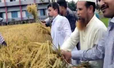 কৃষকদের সাথে মাঠে নেমে ধান কাটলেন এমপি জাহান্দার আলী জাহান