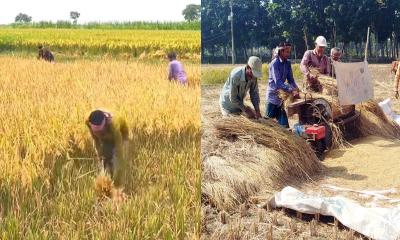 কেন্দুয়ায় আমন ধান কাটা ও মাড়াইয়ে ব্যস্ত কৃষক 