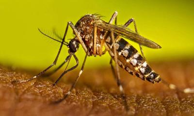 ডেঙ্গুতে আরও ৫ জনের মৃত্যু