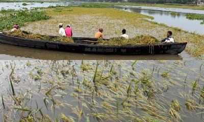 বৃষ্টিতে নাসিরনগরে হাজার বিঘা বোরো ধান পানির নিচে