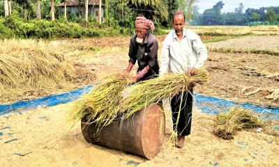 আমন ধানের বাম্পার ফলনে কৃষকের মুখে হাসির ঝিলিক