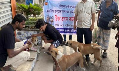 চাঁদপুর পৌরসভায় পথকুকুরকে দেওয়া হচ্ছে জলাতঙ্ক টিকা