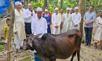 ক্ষতিগ্রস্ত খামারিকে দুধেল গাভী উপহার দিল জামায়াতে ইসলামী