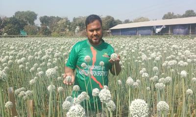 গোয়ালন্দে পেঁয়াজের বীজ চাষ করে কৃষক হুমায়নের বাজিমাত 
