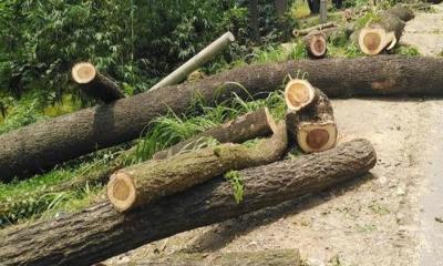 বোয়ালমারীতে গাছের গুড়ির নিচে পড়ে শিশুর মৃত্যু 