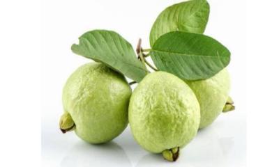 পুষ্টির ভাণ্ডার পেয়ারা: নিয়মিত খাওয়ার উপকারিতা