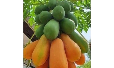 প্রকৃতির মহৌষধ পেঁপের অবিশ্বাস্য উপকারিতা