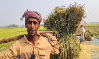 কালিয়াকৈরে ধানের উৎপাদন কম হওয়ায় আর্থিক সংকটে কৃষক