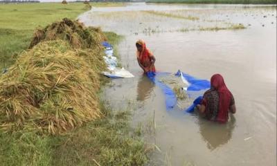 কিশোরগঞ্জের হাওরাঞ্চলে পানির নিচে ধান, অনিশ্চয়তায় ৩৪ হাজার কৃষক