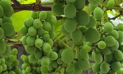 শখের আঙুর চাষে সফল উদ্যোক্তা হাফিজুর রহমান