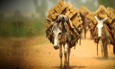 আজ বিশ্ব গাধা দিবস  