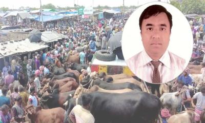 কোরবানির হাটে অ্যানথ্রাক্স-খুরা রোগের ঝুঁকি, সতর্ক করলেন বাকৃবি অধ্যাপক