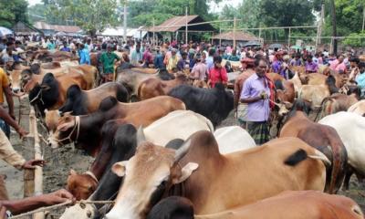 কোরবানি সামনে রেখে গ্রামমুখী ক্রেতারা, জমে উঠছে আটঘরিয়ার পশুর হাট