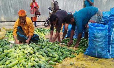 লালমনিরহাটে শসা চাষ করে ভাগ্য বদলে গেছে কৃষক রুহুল আমিনের