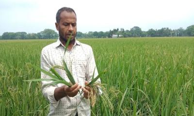 কেন্দুয়ায় প্রতারণার অভিযোগে বীজ ব্যবসায়ীদের বিরুদ্ধে কৃষকদের ক্ষোভ