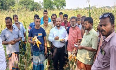 ভেজাল বীজে ভুট্টা চাষে বিপর্যয়, কোটি টাকার ক্ষতি শঙ্কা