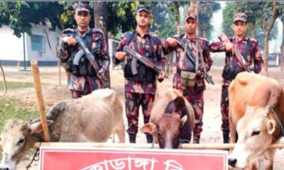 সীমান্তে বিজিবির অভিযানে ২ লাখ ১০ হাজার টাকা মূল্যের ভারতীয় গরু জব্দ
