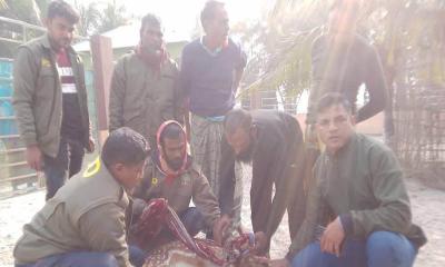 সুন্দরবনে বাঘের তাড়া খেয়ে লোকালয়ে আসা হরিণ উদ্ধার