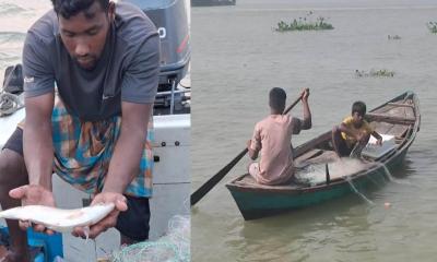 মেঘনায় নিষেধাজ্ঞা অমান্য করে চলছে ইলিশ শিকার