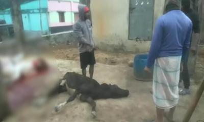 লামা বাজারে রোগাক্রান্ত গরুর মাংস বিক্রি, ঝুঁকিতে জনস্বাস্থ্য
