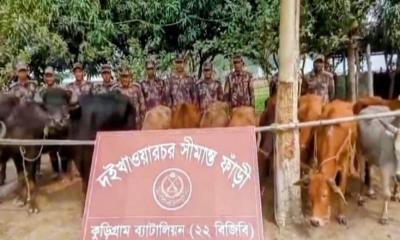 কুড়িগ্রাম সীমান্তে গবাদি পশু ও মাদক জব্দ