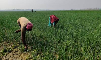 দৌলতপুরে মুড়িকাটা পেঁয়াজ চাষে ব্যস্ত সময় পার করছেন কৃষকেরা