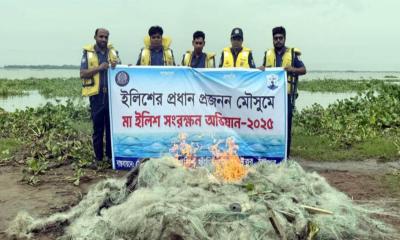 মতলব উত্তরে ইলিশ সংরক্ষণ অভিযানে ২ লাখ মিটার কারেন্ট জাল আটক