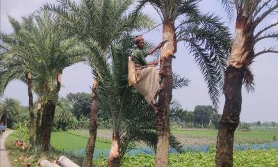 চৌগাছায় শীতে খেজুরের রস সংগ্রহের জন্য গাছ প্রস্তুত করছেন গাছিরা