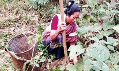 টাঙ্গাইলে বিলুপ্তির পথে পাহাড়ি অঞ্চলের বন আলু