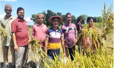 দরিদ্র কৃষকের পাকা ধান কেটে ঘরে তুলে দিলেন কৃষকদলের নেতাকর্মীরা
