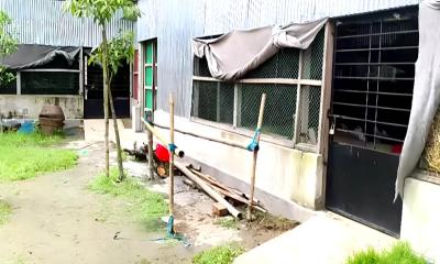 ঈশ্বরগঞ্জে খামারের ৮ গরু এক রাতে উধাও