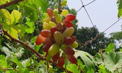 মতলবে এক বাগানেই ১৫০ জাতের আঙুর, ইকরামের সফলতা