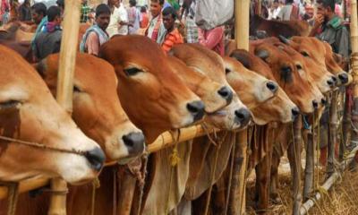 কৃত্রিমভাবে মোটাতাজা পশু কীভাবে চিনবেন, জানালেন প্রাণী বিশেষজ্ঞ