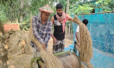লোহাগড়ায় ধানের দরপতনে বিপাকে কৃষকরা