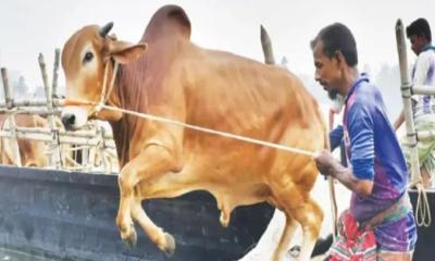 হালাল হলেও পশুর যেসব অংশ খেতে অপছন্দ করতেন নবীজি (সা.)
