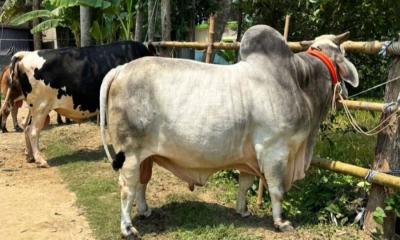 কোরবানি মাতাতে হাটে উঠছে বিশালাকৃতির ‘বিসিএস ক্যাডার’