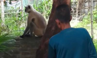 নাজিরপুরে ঘুরে বেড়াচ্ছে দলছুট মুখপোড়া হনুমান