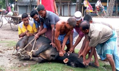 যেসব ছোটখাটো ভুলেই বাতিল হতে পারে আপনার কোরবানি
