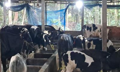 চাঁদপুরে কোরবানির জন্য প্রস্তুত ৬৬ হাজার পশু, ঘাটতি ৯ হাজার