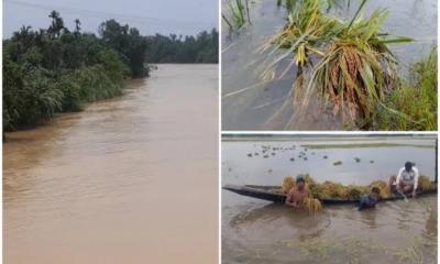 জলবায়ু সংকট ও প্রকৃতির খামখেয়ালিপনায় ক্ষতিগ্রস্ত কৃষি ফসল