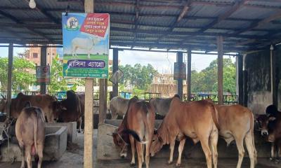 ফেনীতে ৯০ হাজারের বেশি কোরবানির পশু প্রস্তুত