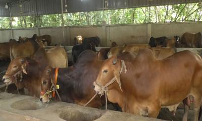 দক্ষিণাঞ্চলে কোরবানির পশুর ঘাটতি নেই