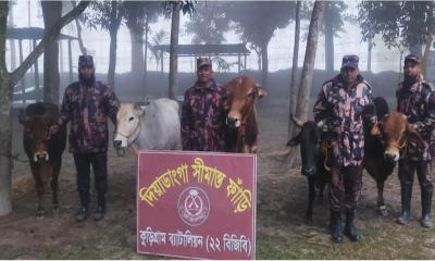 কুড়িগ্রাম সীমান্তে বিজিবির সাঁড়াশি অভিযান, ৩৮ লাখ টাকার মালামাল জব্দ