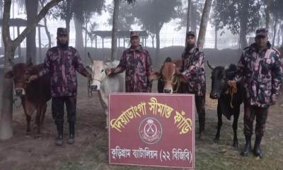 কুড়িগ্রাম সীমান্তে গবাদিপশু ও মাদকসহ বিপুল পরিমাণ চোরাচালানি পণ্য জব্দ