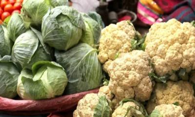 চকরিয়ায় ফুলকপি-বাঁধাকপির বাম্পার ফলনেও হাসি নেই কৃষকের মুখে
