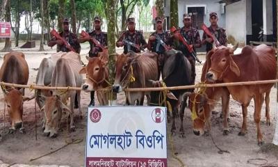 লালমনিরহাট সীমান্তে ভারতীয় গরু ও বিপুল পরিমাণ মাদক জব্দ